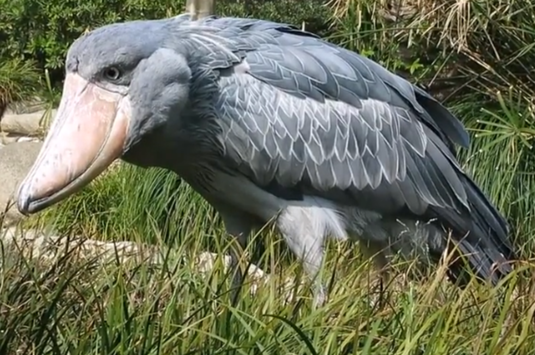 鯨鳥冬季購物熱，轉(zhuǎn)運(yùn)隔岸送溫暖_鯨鳥冬季購物熱，轉(zhuǎn)運(yùn)隔岸送溫暖_