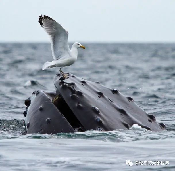 鯨鳥冬季購物熱，轉(zhuǎn)運(yùn)隔岸送溫暖__鯨鳥冬季購物熱，轉(zhuǎn)運(yùn)隔岸送溫暖