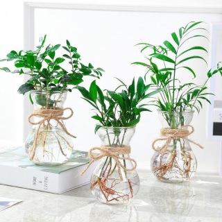 廈門(mén)辦公室綠植養(yǎng)護(hù)有什么技巧？