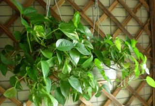 廈門(mén)辦公室綠植怎么選？適合擺放辦公室的6大類(lèi)綠植！