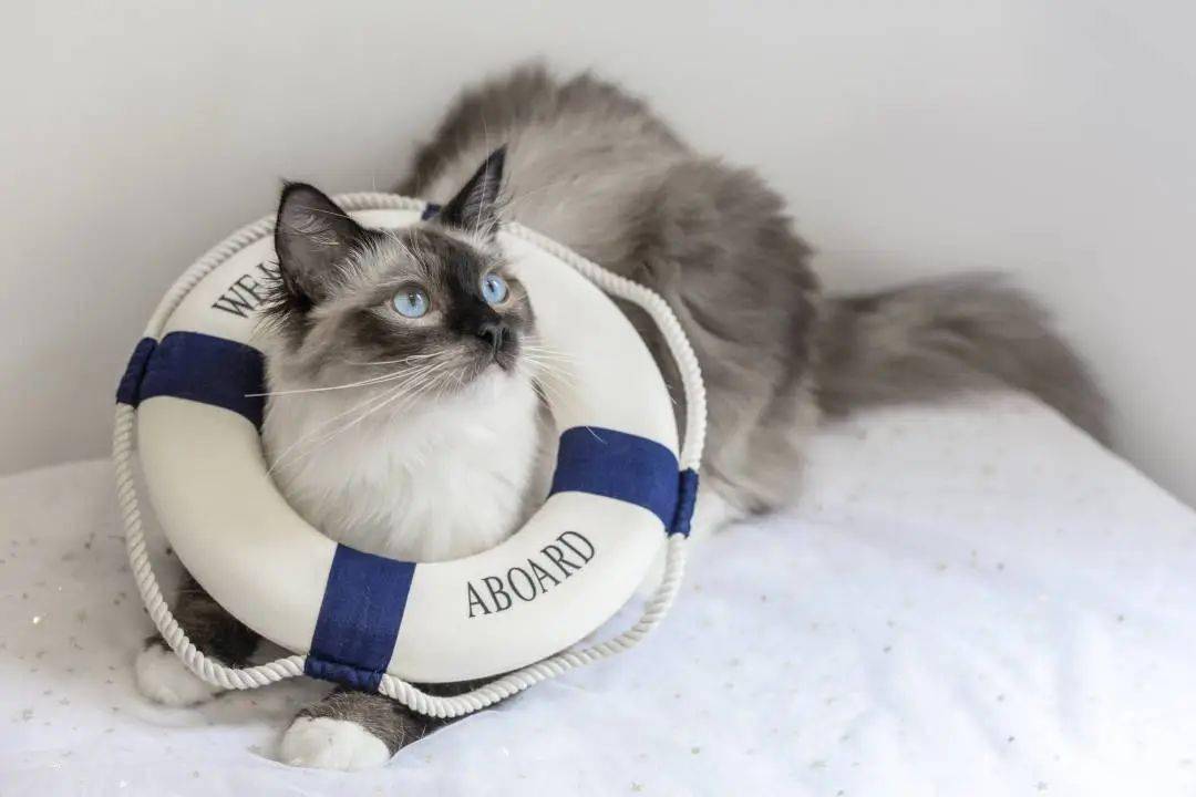 廈門家裝展會(huì)_廈門家裝建材展覽會(huì)_展會(huì)廈門家裝圖片