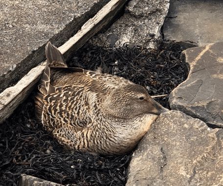 寒冬將至，冰島雁鴨絨供不應(yīng)求年產(chǎn)量?jī)H3000公斤，King Eider冰島雁鴨絨珍奢床品帶來(lái)溫暖好眠