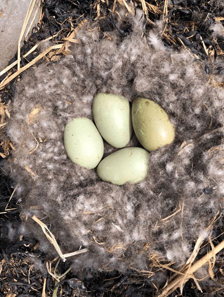 寒冬將至，冰島雁鴨絨供不應(yīng)求年產(chǎn)量?jī)H3000公斤，King Eider冰島雁鴨絨珍奢床品帶來(lái)溫暖好眠