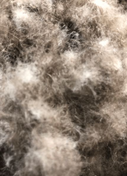 寒冬將至，冰島雁鴨絨供不應(yīng)求年產(chǎn)量?jī)H3000公斤，King Eider冰島雁鴨絨珍奢床品帶來(lái)溫暖好眠