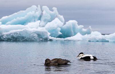 寒冬將至，冰島雁鴨絨供不應(yīng)求年產(chǎn)量?jī)H3000公斤，King Eider冰島雁鴨絨珍奢床品帶來(lái)溫暖好眠